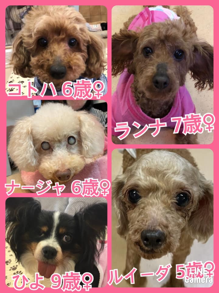 🐾今日の里親様募集中ワンコ🐶メンバーです🐾2021,4,17